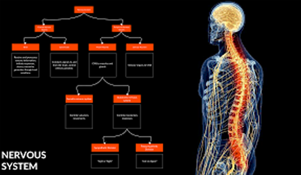 Flowchart Smart Human Body