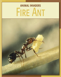 Fire Ant