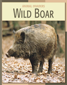 Wild Boar