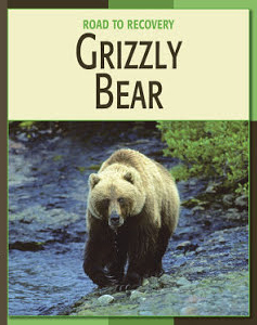 Grizzly Bear