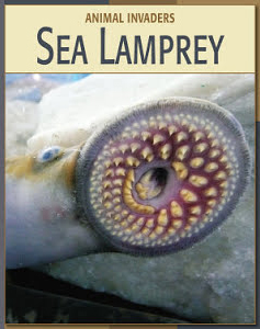 Sea Lamprey