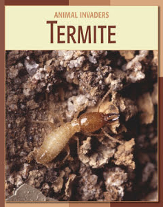 Termite