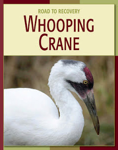 Whooping Crane