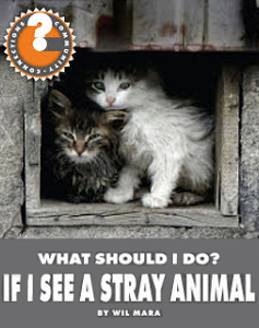 What Should I Do If Stray Animal Comes-Near